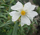 Cistus monspeliensis