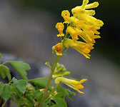 Corydalis lutea