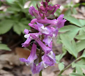 Corydalis cava (2)