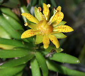 Saxifraga aizoides