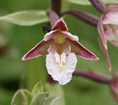 Epipactis palustris