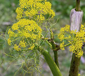 Ferula communis