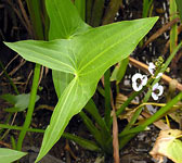 Sagittaria sagittifolia