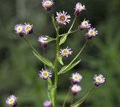 Erigeron acris