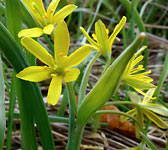 Gagea lutea