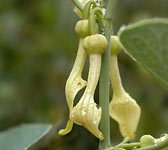 Aristolochia clematitis