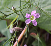 Gypsophila muralis