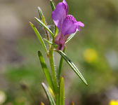 Misopates orontium