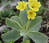 Primula auricula