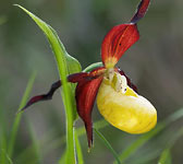 Cypripedium calceolus