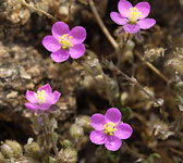 Spergularia rubra