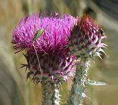 Onopordum illyricum