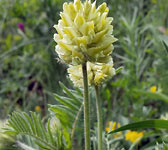 Oxytropis pilosa