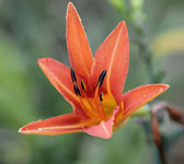 Hemerocallis fulva