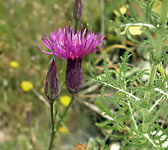 Crupina crupinastrum