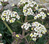 Crambe maritima