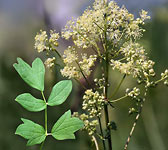 Thalictrum flavum