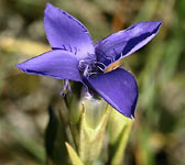 Gentianella ciliata