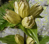 Gentiana punctata