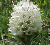 Campanula thyrsoides