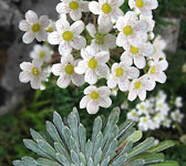 Saxifraga longifolia