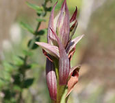 Serapias parviflora