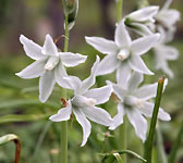 Ornithogalum nutans