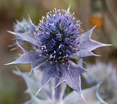 Eryngium maritimum