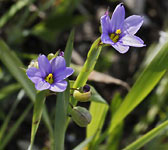 Sisyrinchium montanum