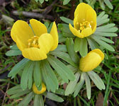 Eranthis hyemalis