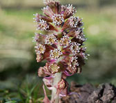 Petasites hybridus