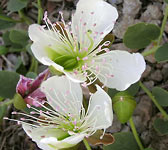 Capparis spinosa