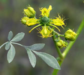 Ruta angustifolia