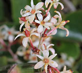 Smilax aspera