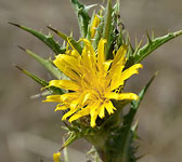 Scolymus hispanicus