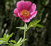 Paeonia officinalis