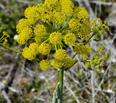 Thapsia villosa