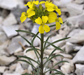 Erysimum ruscinonense