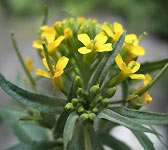 Erysimum cheiranthoides