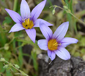 Romulea columnae