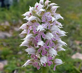 Orchis lactea