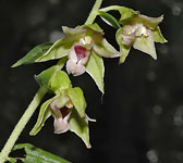 Epipactis leptochila