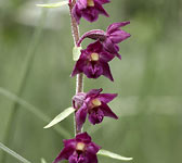 Epipactis atrorubens