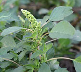 Amaranthus blitum