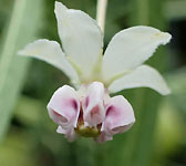 Asclepias fruticosa