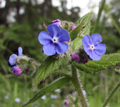 Pentaglottis sempervirens