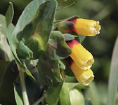 Cerinthe major