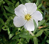 Arenaria montana