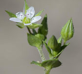 Arenaria serpyllifolia