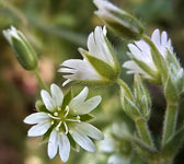 Cerastium fontanum